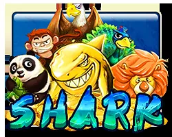 Shark